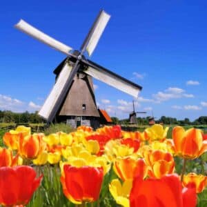 Molinos de viento tradicionales holandeses con tulipanes vibrantes en primer plano, Países Bajos