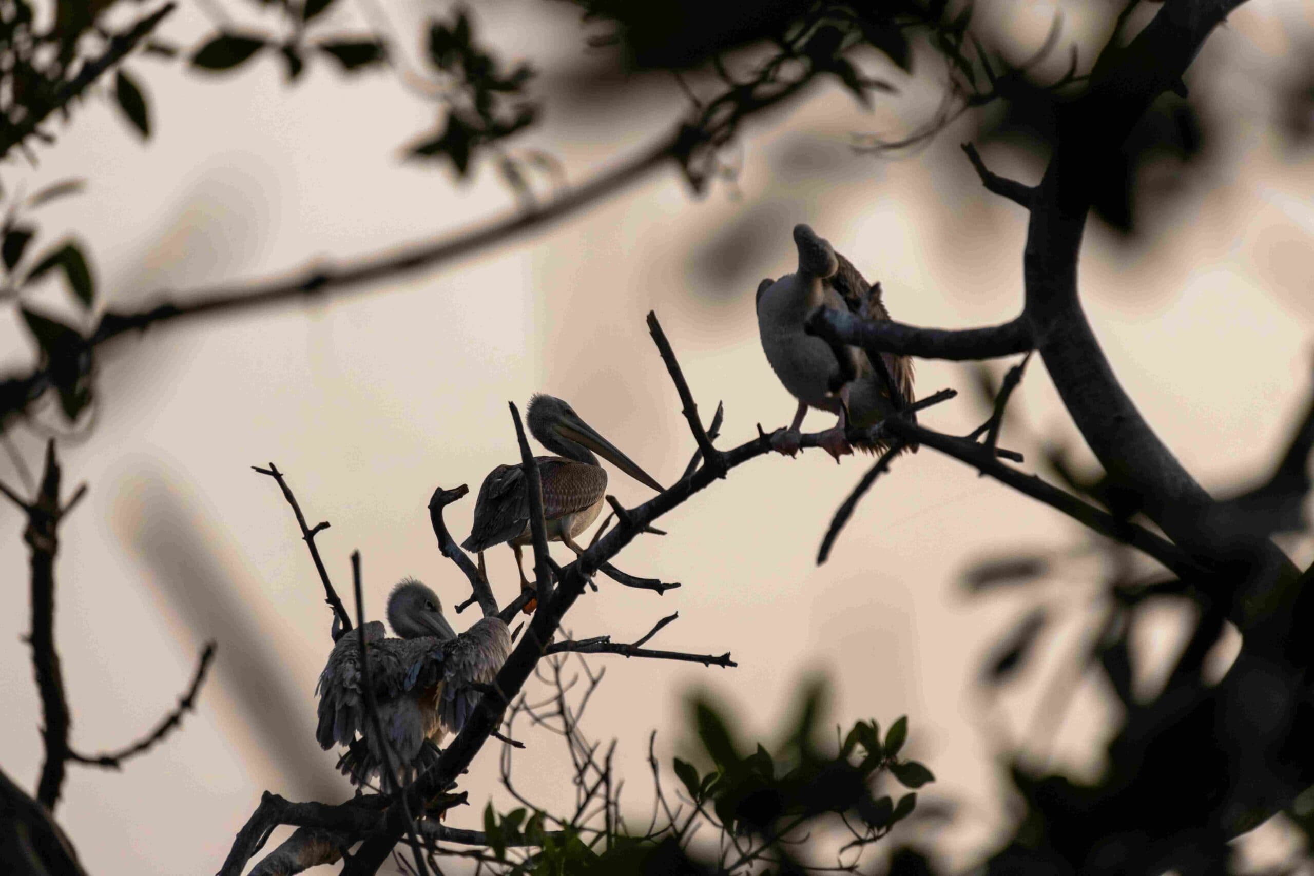 Foto de viaje de Gambia